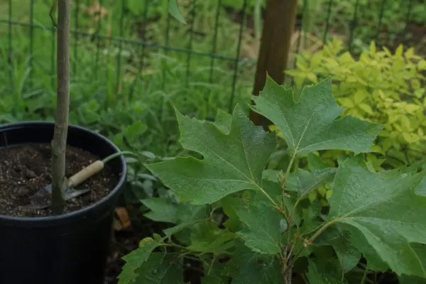 Platan (Platanus acerifolia) – condiții de creștere, plantare și îngrijire