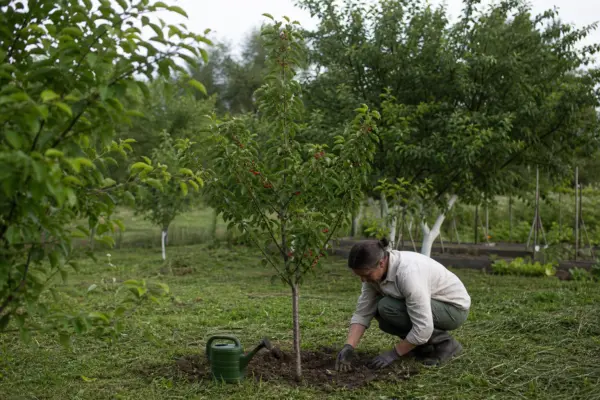 Vișin (Prunus cerasus) – de la plantare la întreținerea de zi cu zi