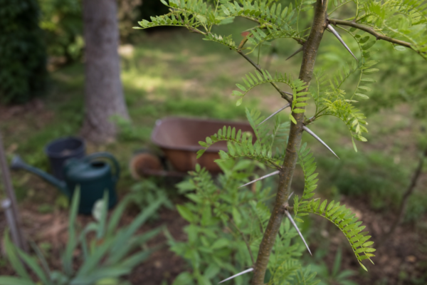 Glădiță (Gleditsia triacanthos): ce condiții cere și cum o îngrijești