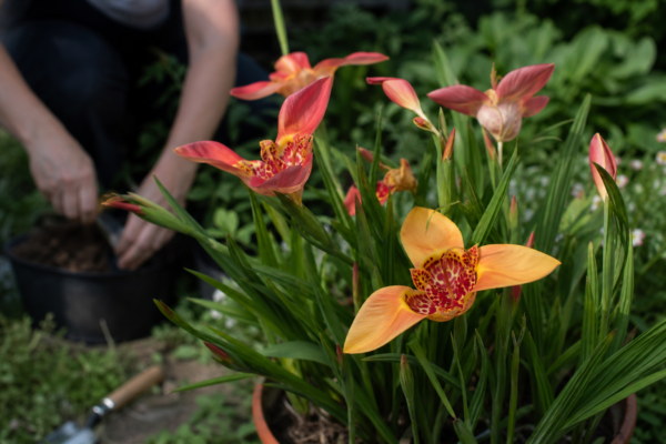 Tigridia pavonia – sfaturi de plantare și îngrijire