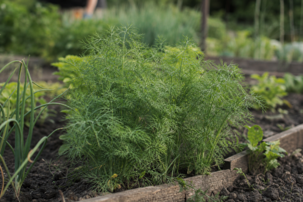 Mărar (Anethum graveolens) – sfaturi de plantare și îngrijire