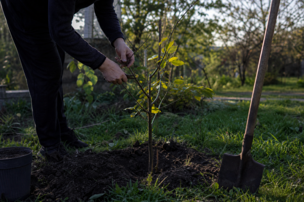 Tei (Tilia cordata) – de la plantare la întreținerea de zi cu zi