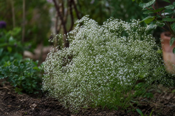 Floarea miresei (Gypsophila paniculata) – de la plantare la întreținerea de zi cu zi