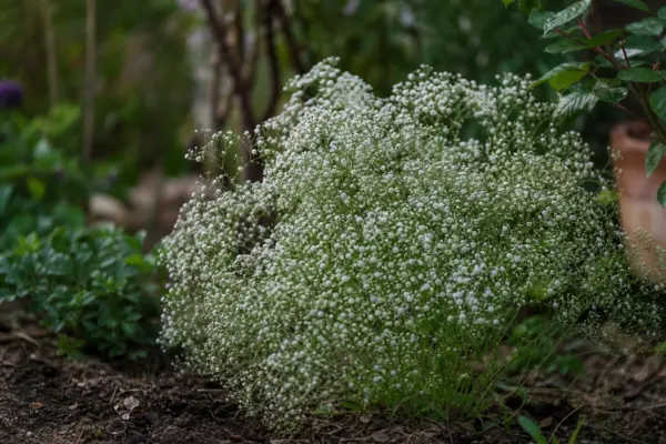 Floarea miresei (Gypsophila paniculata) – de la plantare la întreținerea de zi cu zi