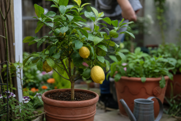 Lămâi în ghiveci (Citrus limon) – plantare, îngrijire și greșeli de evitat