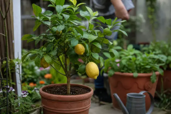 Lămâi în ghiveci (Citrus limon) – plantare, îngrijire și greșeli de evitat