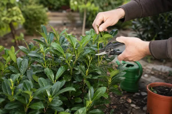 Laurocireș (Prunus laurocerasus) – plantare, udare și întreținere