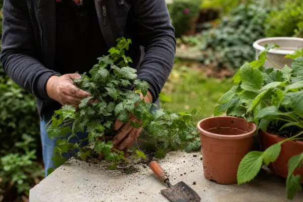 Iedera (Hedera helix) – ghid complet de cultivare și îngrijire
