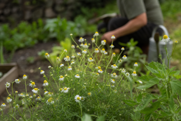 Mușețel (Matricaria chamomilla) – plantare, îngrijire și greșeli de evitat