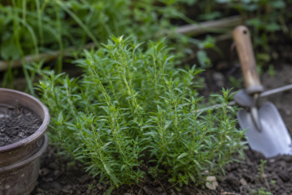 Cimbru de grădină (Satureja hortensis) – ghid complet de cultivare și îngrijire