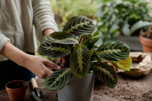 Planta rugăciunii (Maranta leuconeura) – tot ce trebuie să știi despre plantare și îngrijire