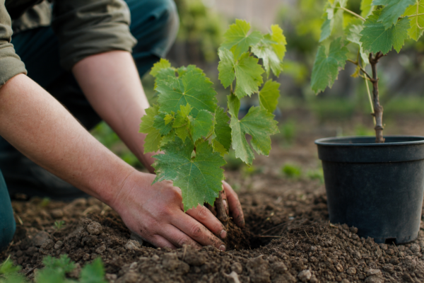 Viță de vie (Vitis vinifera) – tot ce trebuie să știi despre plantare și îngrijire
