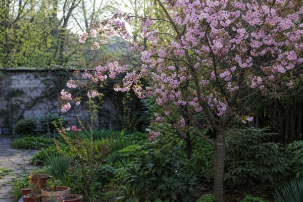 Cireș japonez (Prunus serrulata): cum se plantează și cum se îngrijește corect