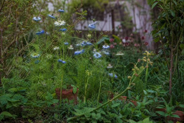 Nigella damascena – sfaturi de plantare și îngrijire