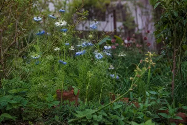 Chica voinicului (Nigella damascena) – sfaturi de plantare și îngrijire