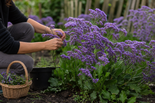 Limonium sinuatum: ce condiții cere și cum o îngrijești