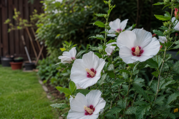 Hibiscus de grădină (Hibiscus syriacus): cum se plantează și cum se îngrijește corect