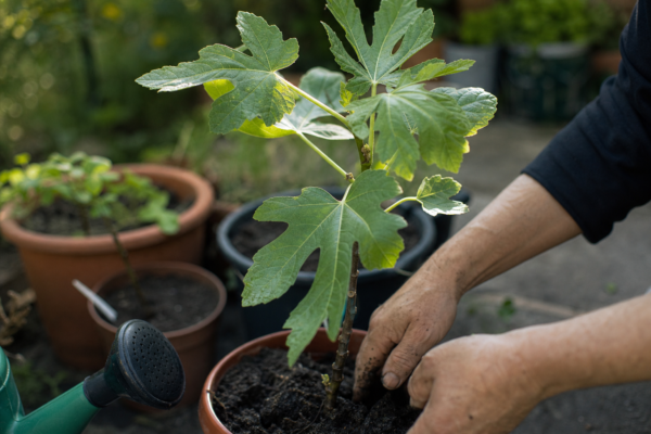 Smochin (Ficus carica) – condiții de creștere, plantare și îngrijire