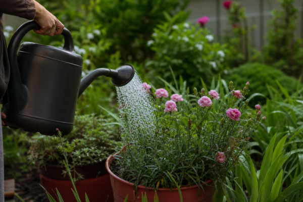 Garoafa (Dianthus caryophyllus) – plantare, udare și întreținere