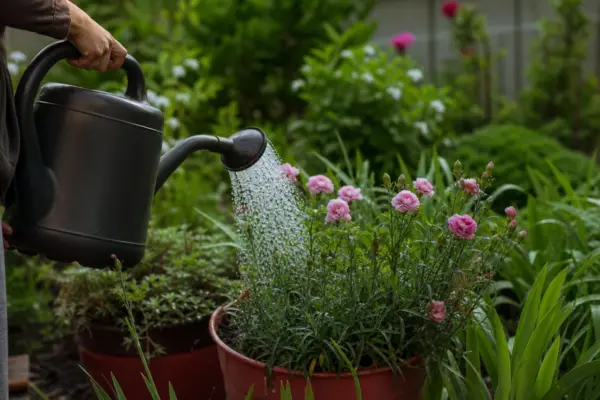 Garoafa (Dianthus caryophyllus) – plantare, udare și întreținere