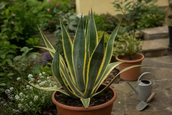 Agavă (Agave americana) – plantare, udare și întreținere