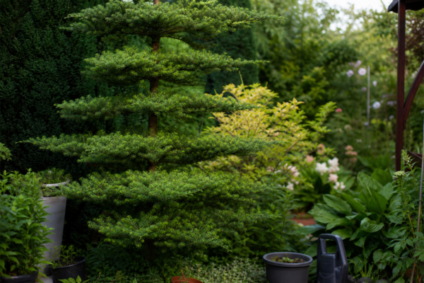 Salcâm japonez (Styphnolobium japonicum) – ghid practic de plantare și îngrijire