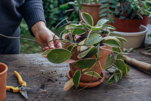 Hoya carnosa – plantare și îngrijire pas cu pas