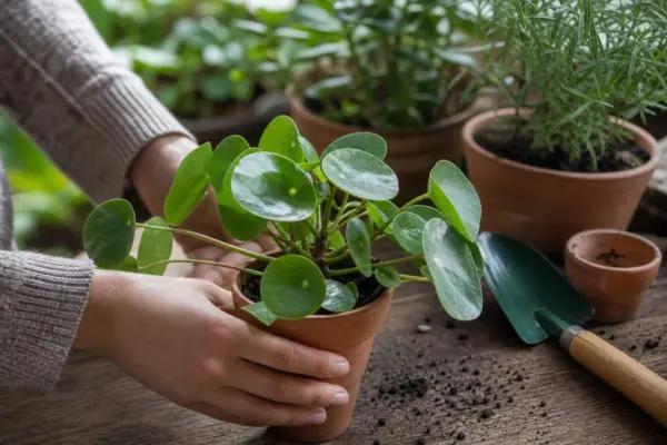 Pilea (Pilea peperomioides) – plantare și îngrijire pas cu pas
