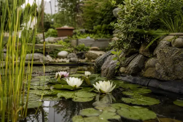 Nufăr (Nymphaea alba) – plantare și îngrijire pas cu pas