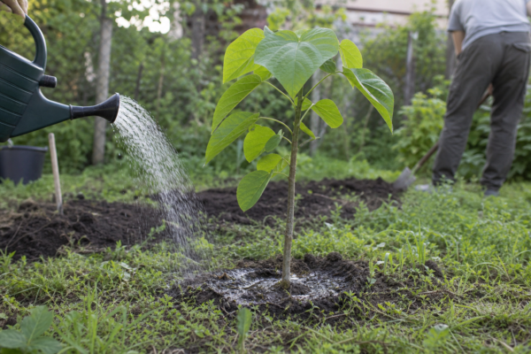 Catalpa bignonioides – plantare, udare și întreținere