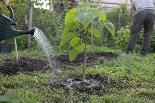 Catalpa bignonioides – plantare, udare și întreținere