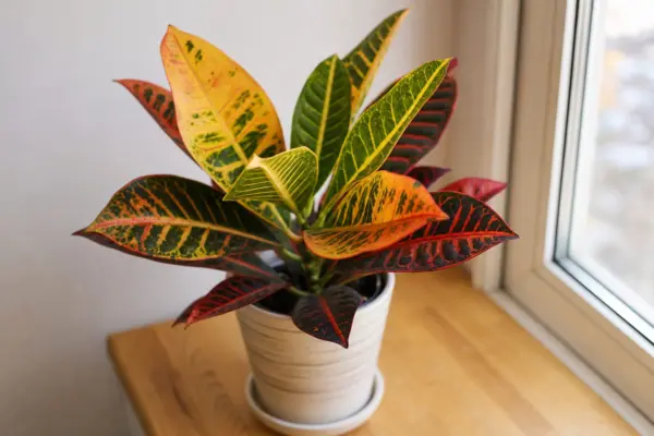 Crotonul (Codiaeum variegatum): plantare, udare și întreținere – sfaturi utile