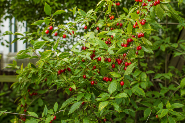 Corn (Cornus mas) – ghid complet de cultivare și îngrijire