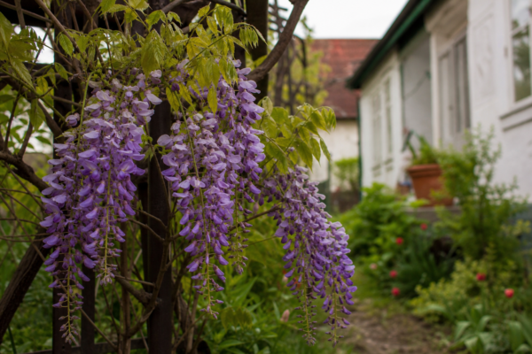 Glicină (Wisteria sinensis): cum se plantează și cum se îngrijește corect