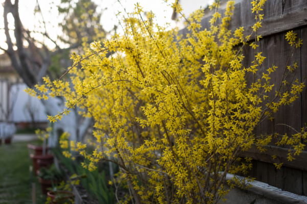 Forsythia intermedia – plantare, udare și întreținere