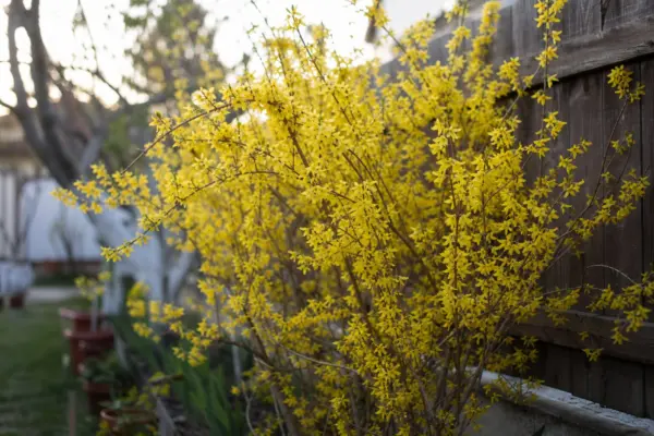 Forsythia intermedia – plantare, udare și întreținere