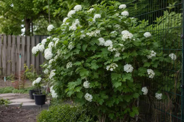 Călin (Viburnum opulus) – sfaturi pentru plantare, creștere și întreținere