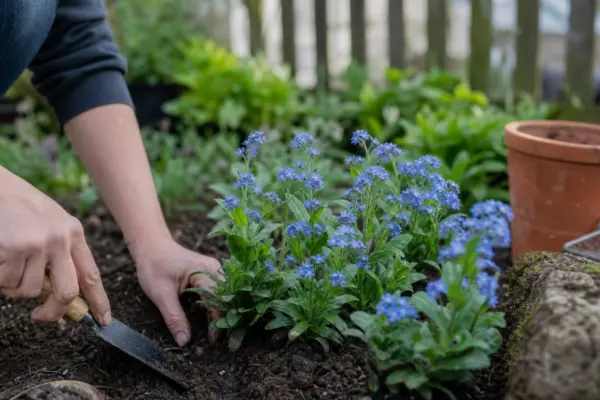 Nu-mă-uita (Myosotis sylvatica) – condiții de creștere, plantare și îngrijire