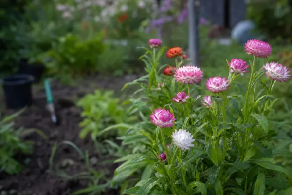 Flori de paie (Helichrysum bracteatum) – sfaturi de plantare și îngrijire