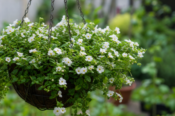 Bacopa (Sutera cordata) – tot ce trebuie să știi despre plantare și îngrijire