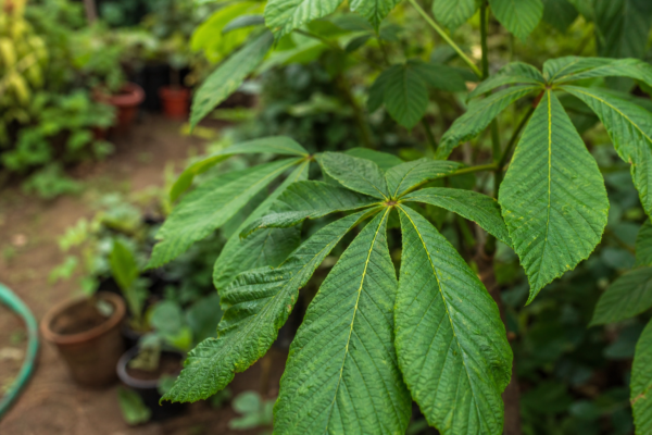 Castan (Aesculus hippocastanum) – ghid practic de plantare și îngrijire