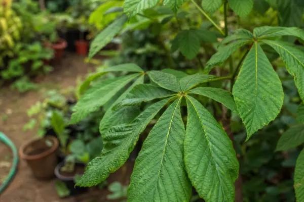 Castan (Aesculus hippocastanum) – ghid practic de plantare și îngrijire