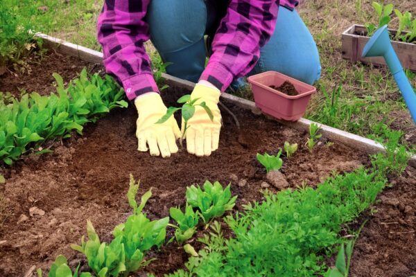 Cum pregătești pământul pentru grădina de legume