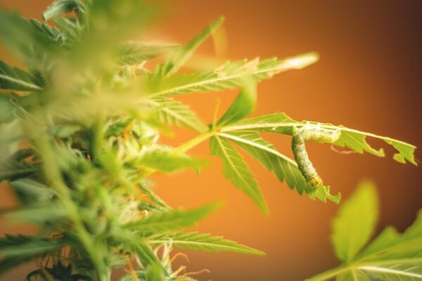 Acarieni la plante: semnele infestării și metode de combatere