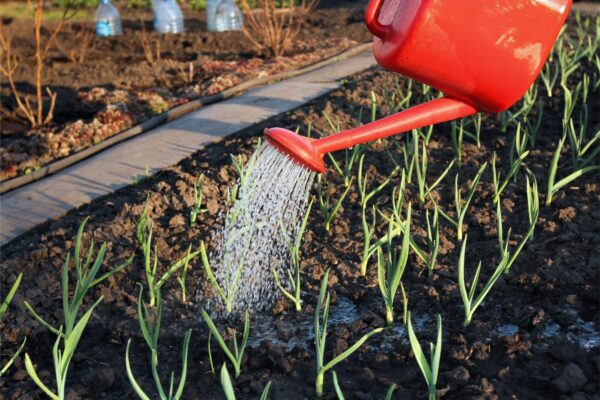 Cum cultivi ceapa în grădină: plantare, udare și recoltare
