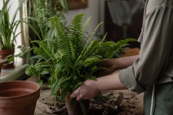 Feriga de interior (Nephrolepis exaltata) – plantare și îngrijire pas cu pas