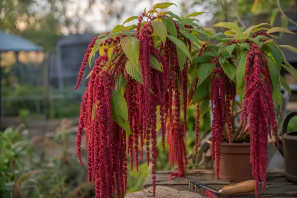 Moțul curcanului (Amaranthus caudatus) – tot ce trebuie să știi despre plantare și îngrijire