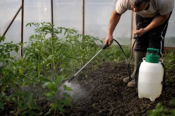 Cum dezinfectezi solul din solar fără să afectezi culturile viitoare
