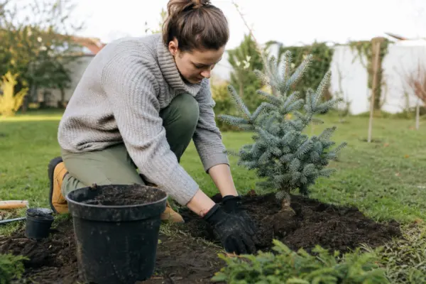 Brad argintiu (Abies concolor) – tot ce trebuie să știi despre plantare și îngrijire