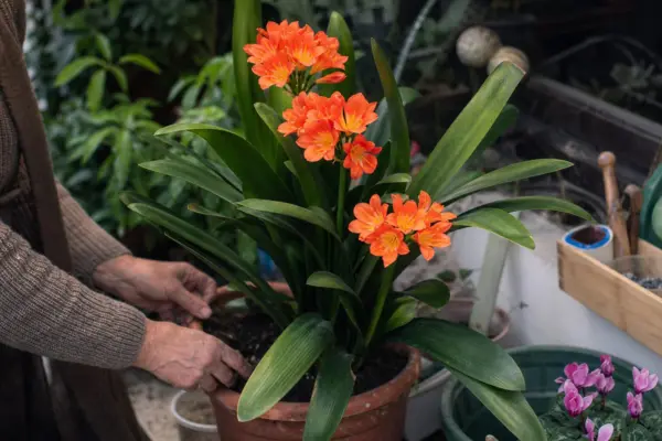 Clivia (Clivia miniata) – plantare, udare și întreținere